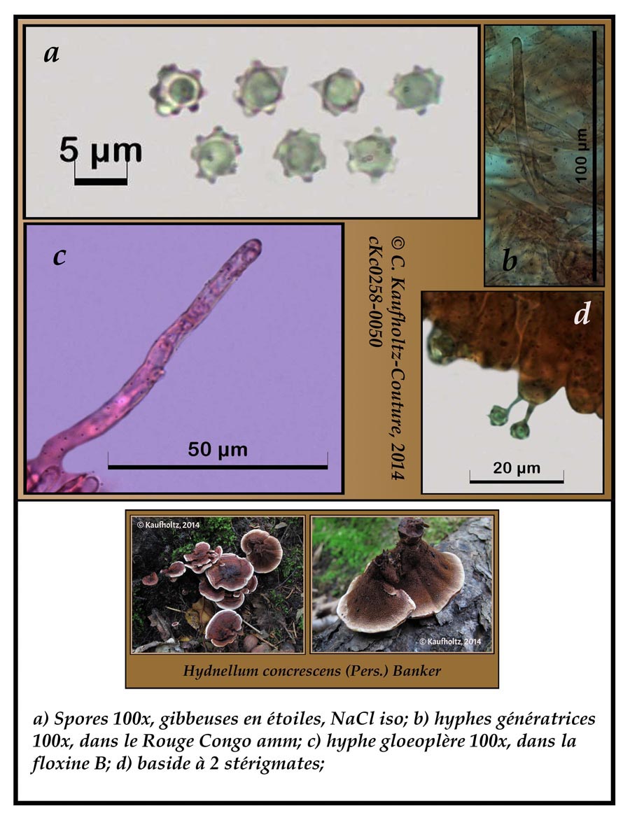 Hydnellum concrescens