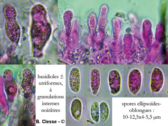 Hyphoderma incrustatum