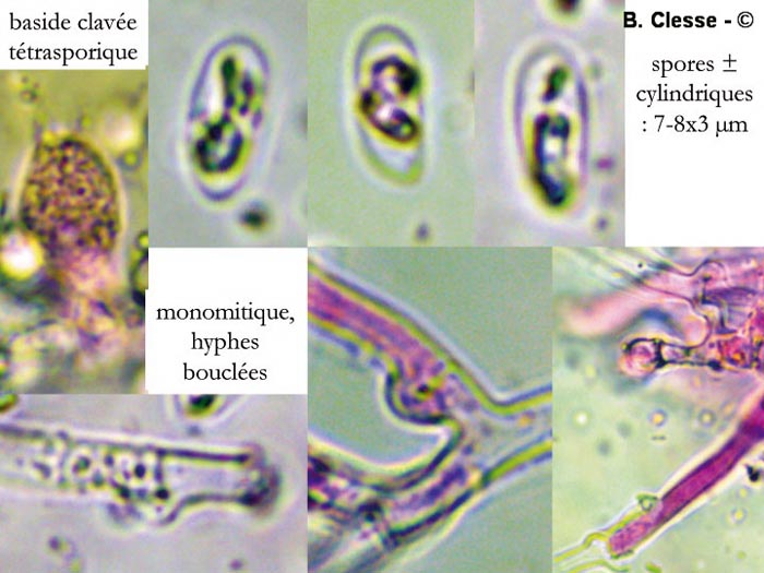 Hyphoderma litschaueri