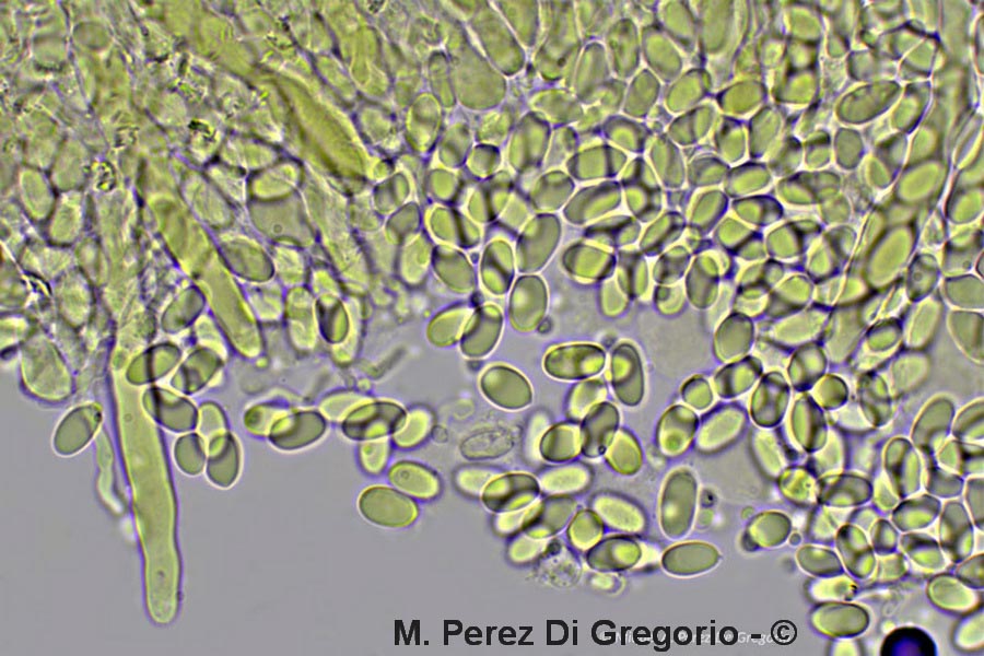 Hyphoderma multicystidium