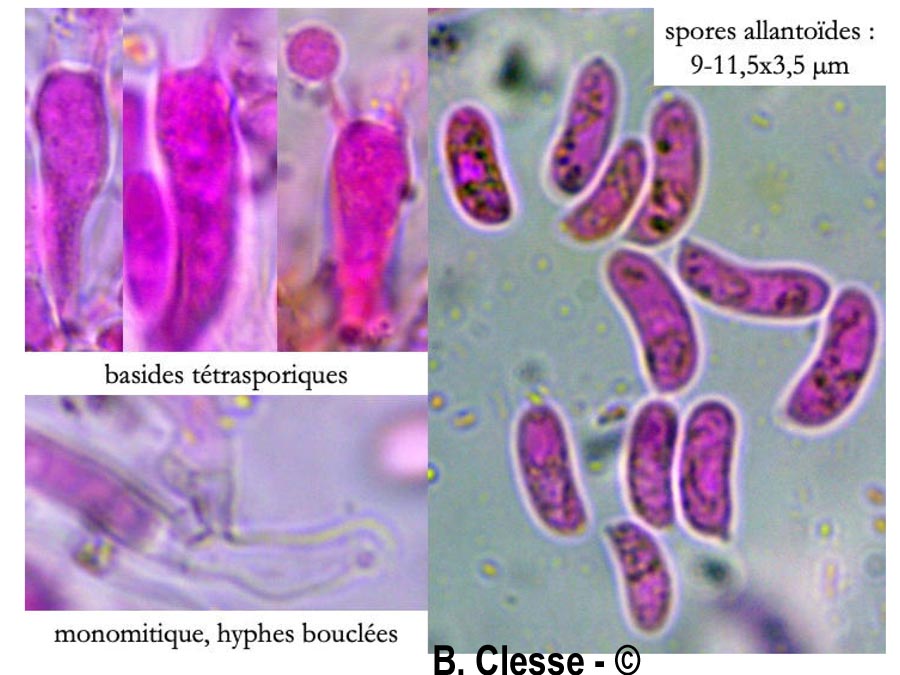 Peniophorella pallida (Hyphoderma pallidum)