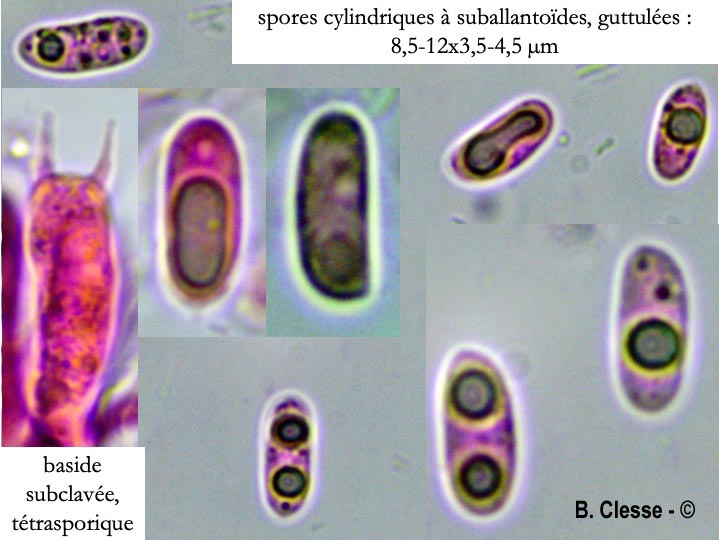 Hyphoderma setigerum (Peniophora setigera)