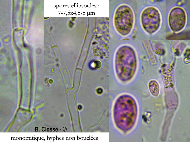 Hyphodermella corrugata