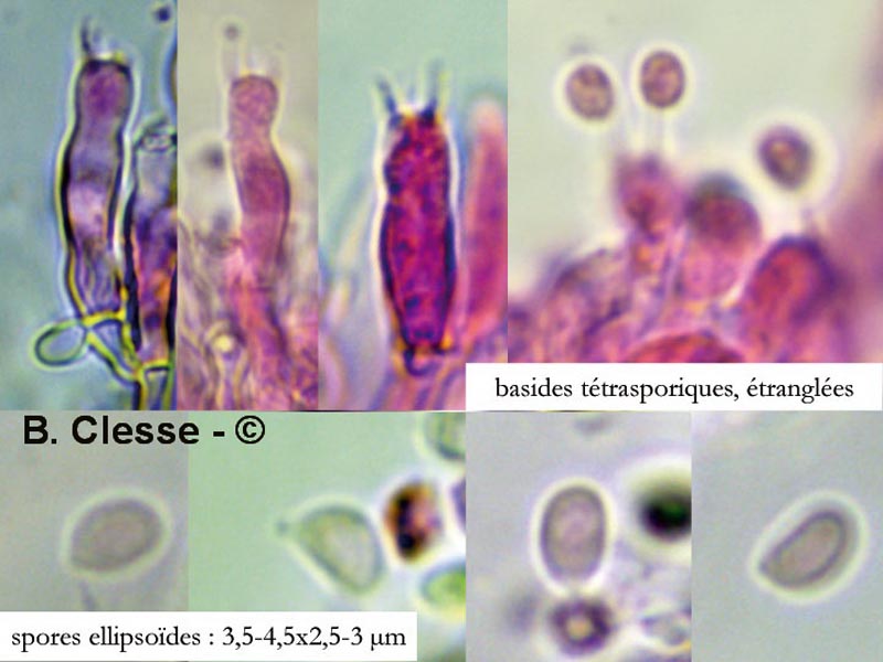 Hyphodontia pallidula