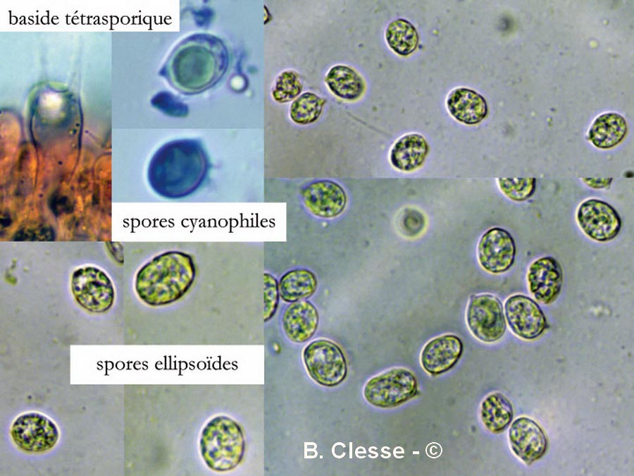 Hypochnicium bombycinum