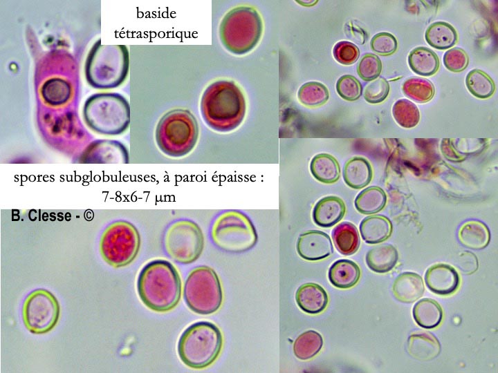 Hypochnicium erikssonii