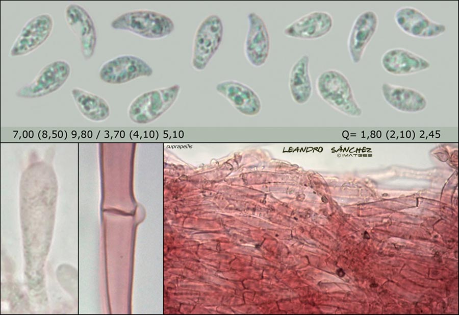 Infundibulicybe squamulosa