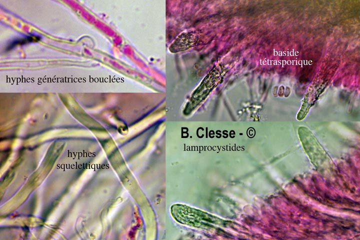 Irpex oreophilus (Steccherinum oreophilum)