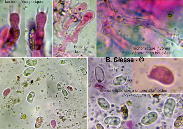 Kurtia argillacea (Hyphoderma argillaceum)