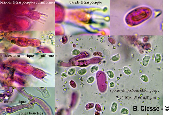 Kurtia argillacea (Hyphoderma argillaceum)