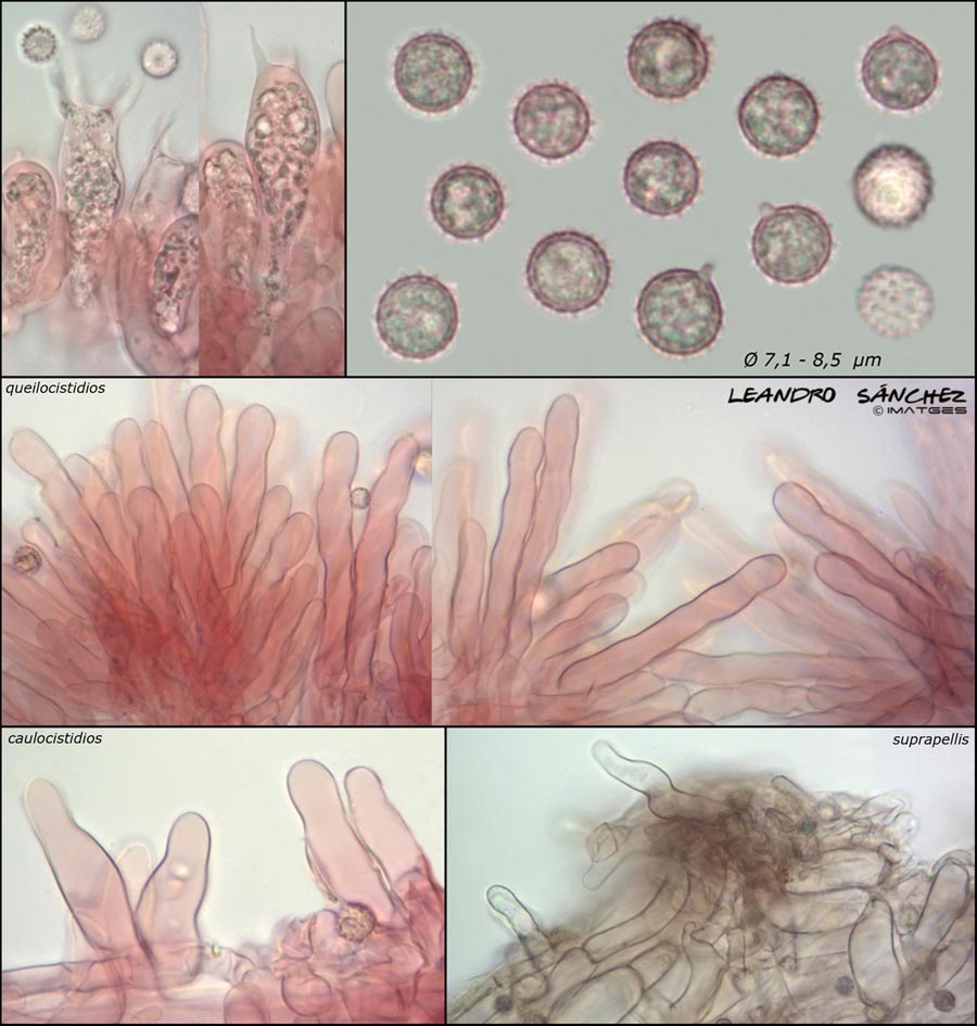 Laccaria macrocystidiata