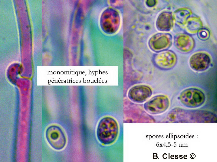 Leucogyrophana mollusca (Merulius molluscus)