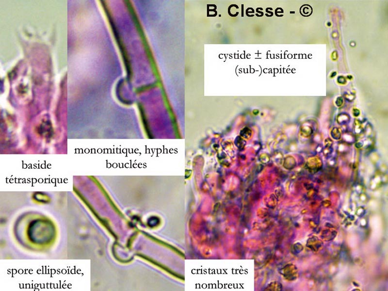 Lyomyces sambuci