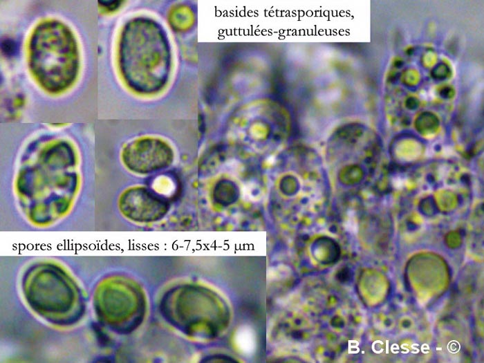 Lyophyllum atratum