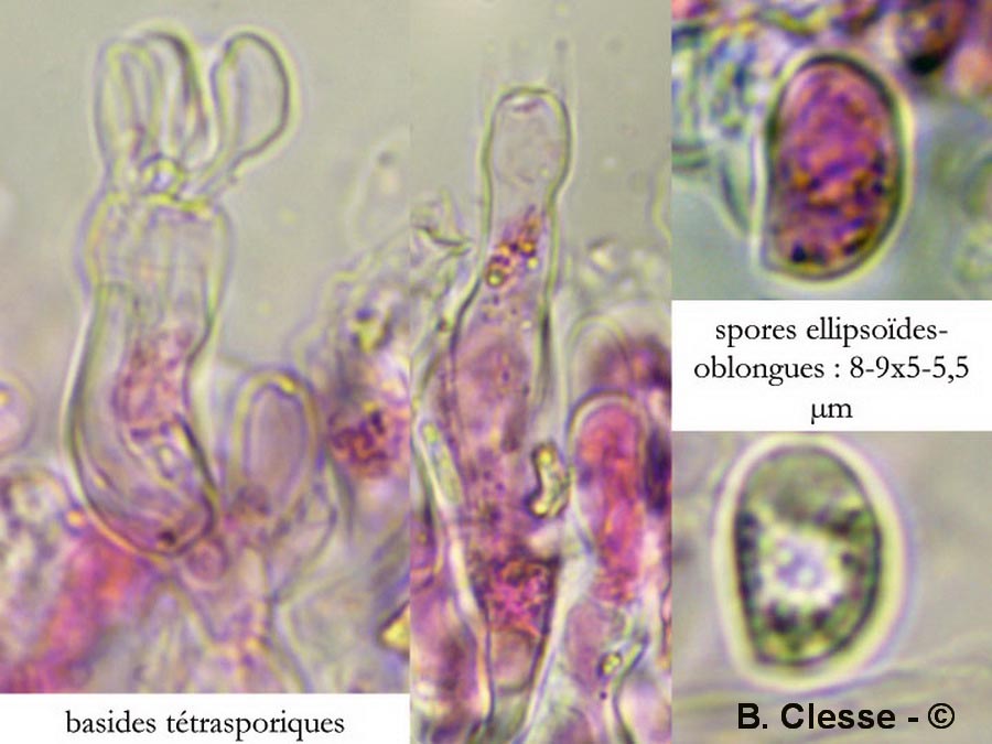 Megalocystidium luridum