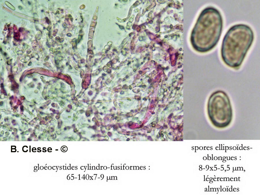 Megalocystidium luridum