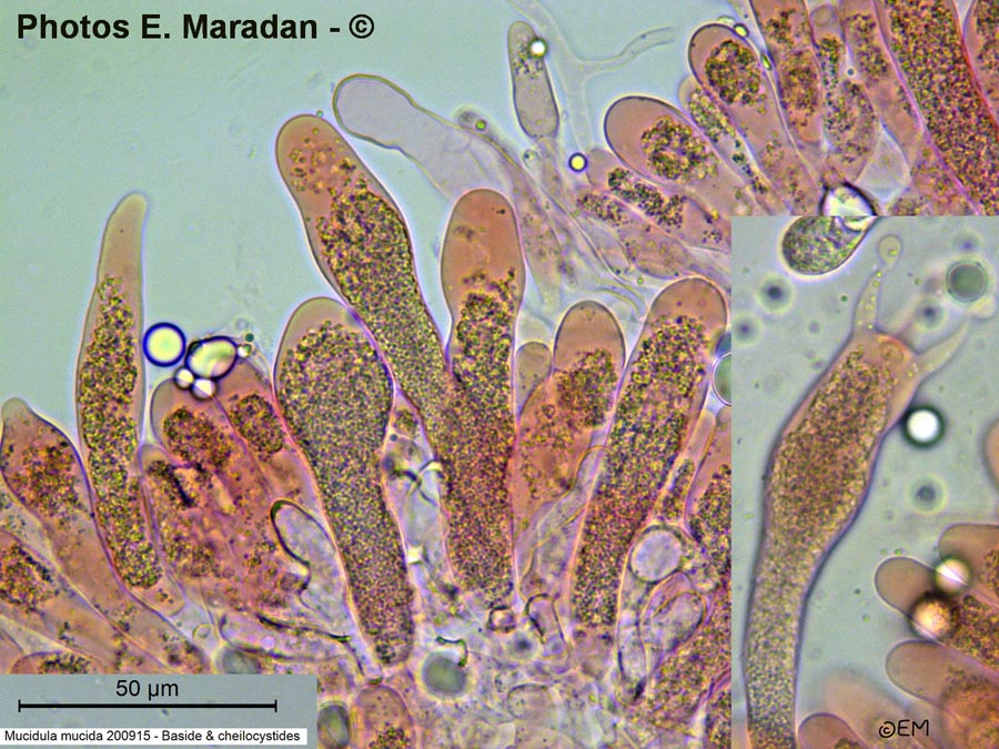 Mucidula mucida (Oudemansiella mucida)