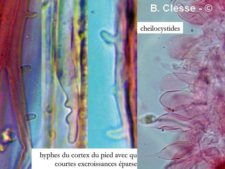 Mycena abramsii