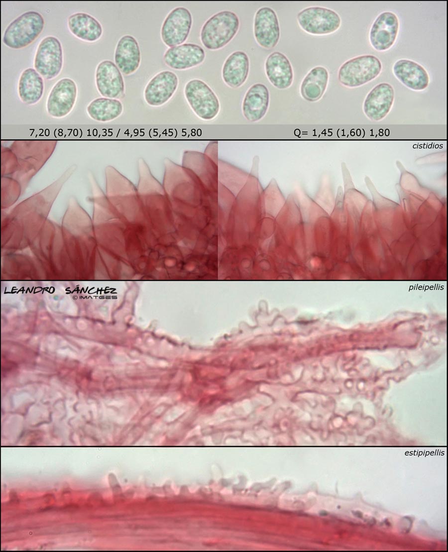 Mycena abramsii