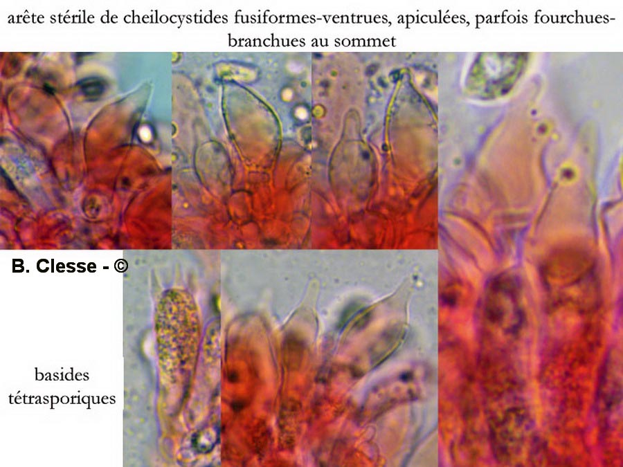 Mycena citrinomarginata