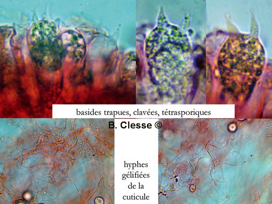 Mycena clavularis