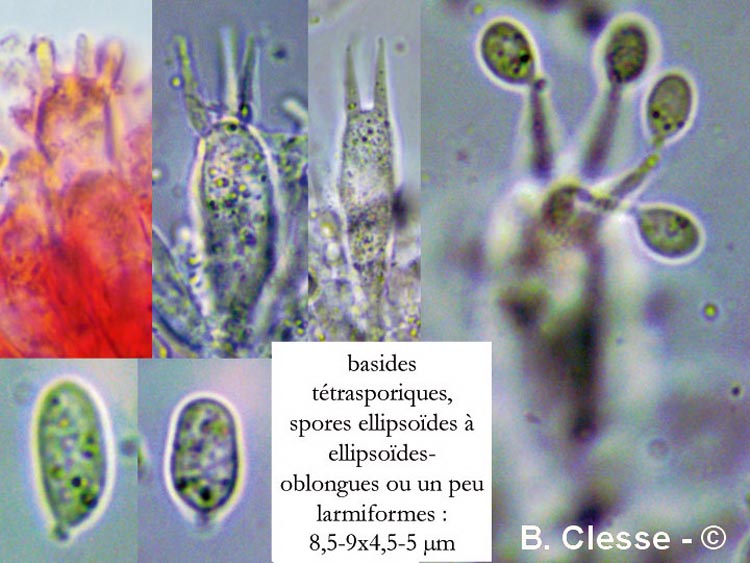 Mycena sanguinolenta