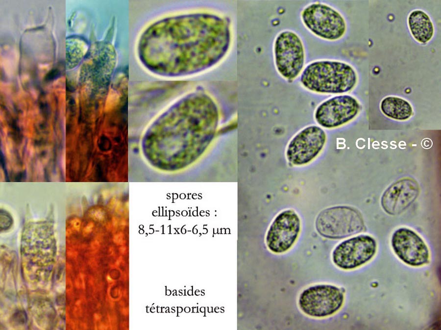 Mycena stipata