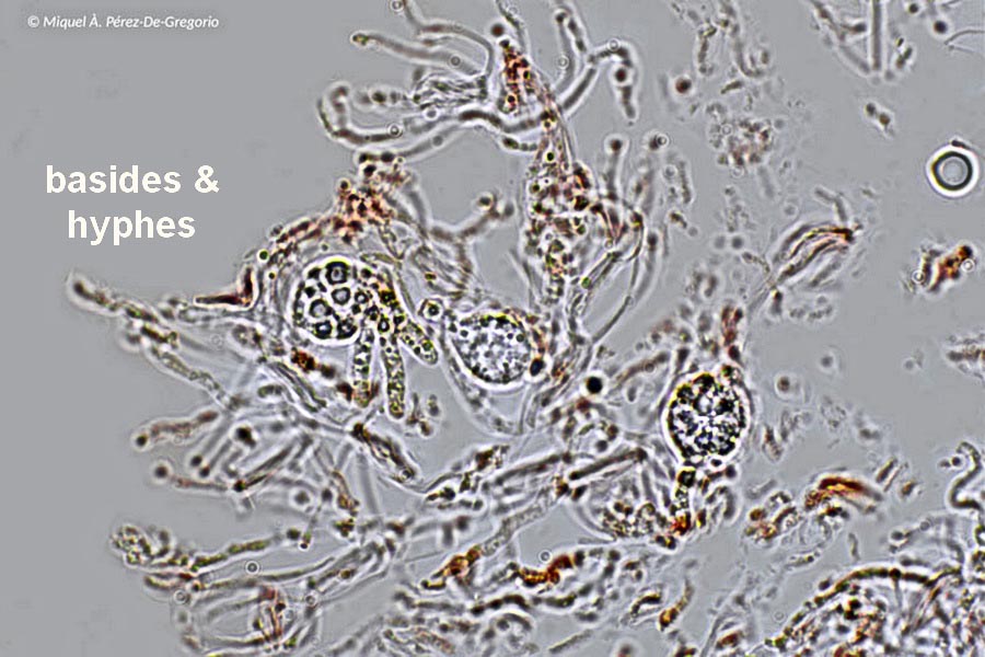 Myxarium nucleatum (Exidia nucleata)