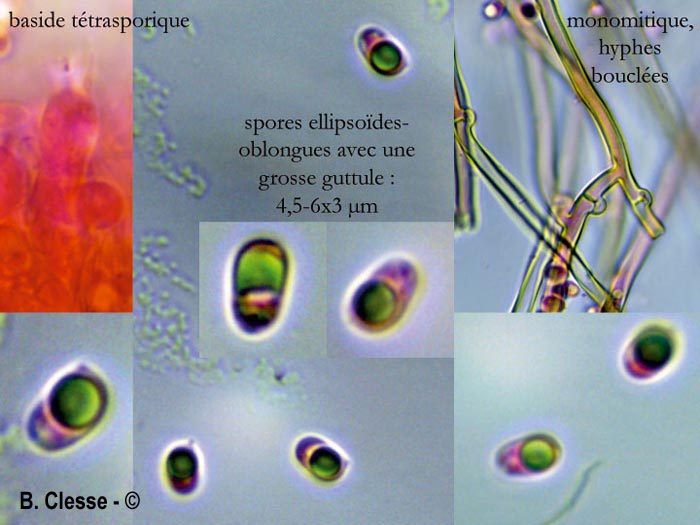 Amphinema byssoides