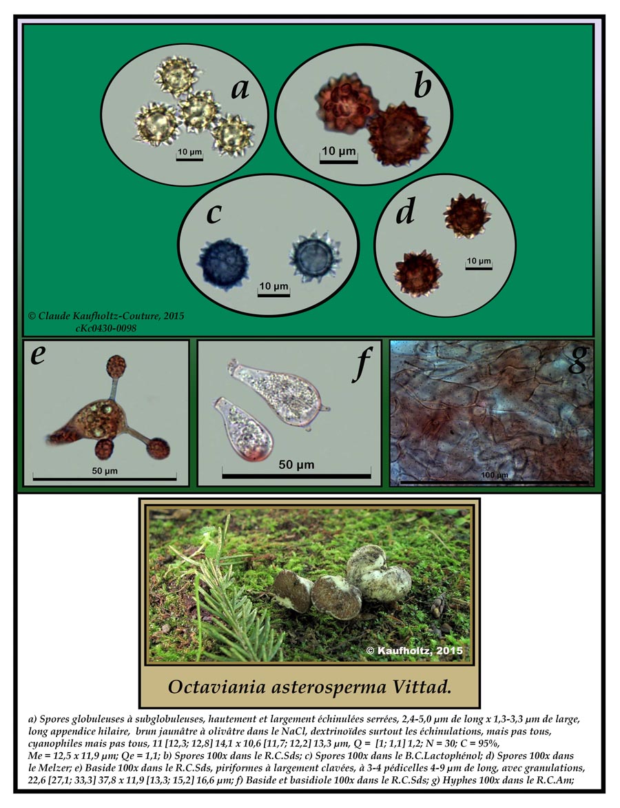 Octaviania asterosperma