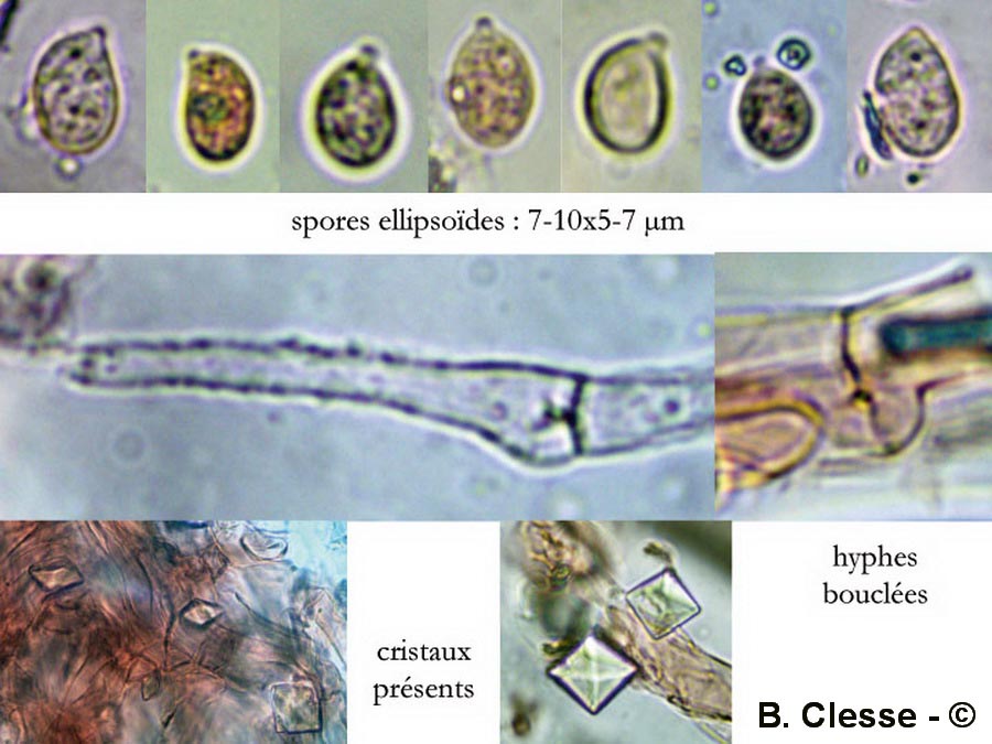 Omphalina rivulicola