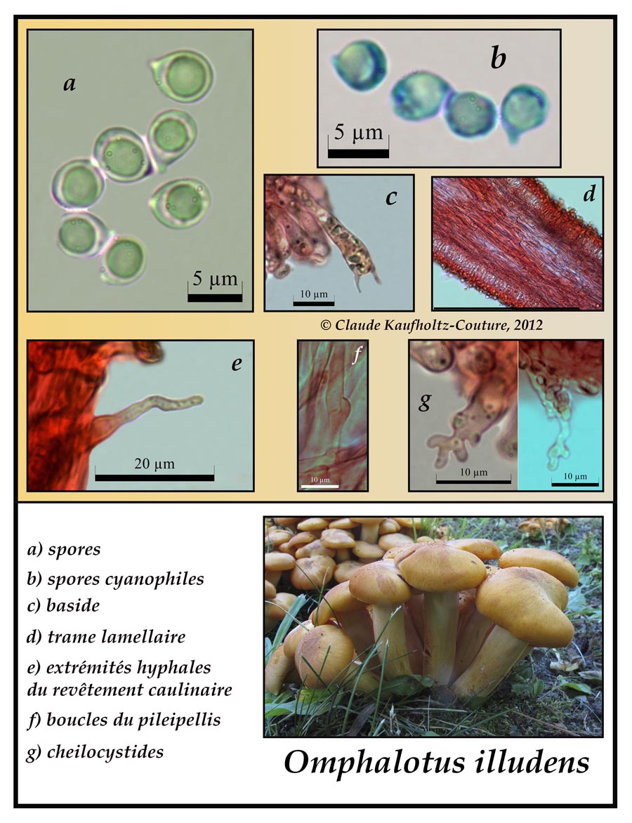 Omphalotus illudens