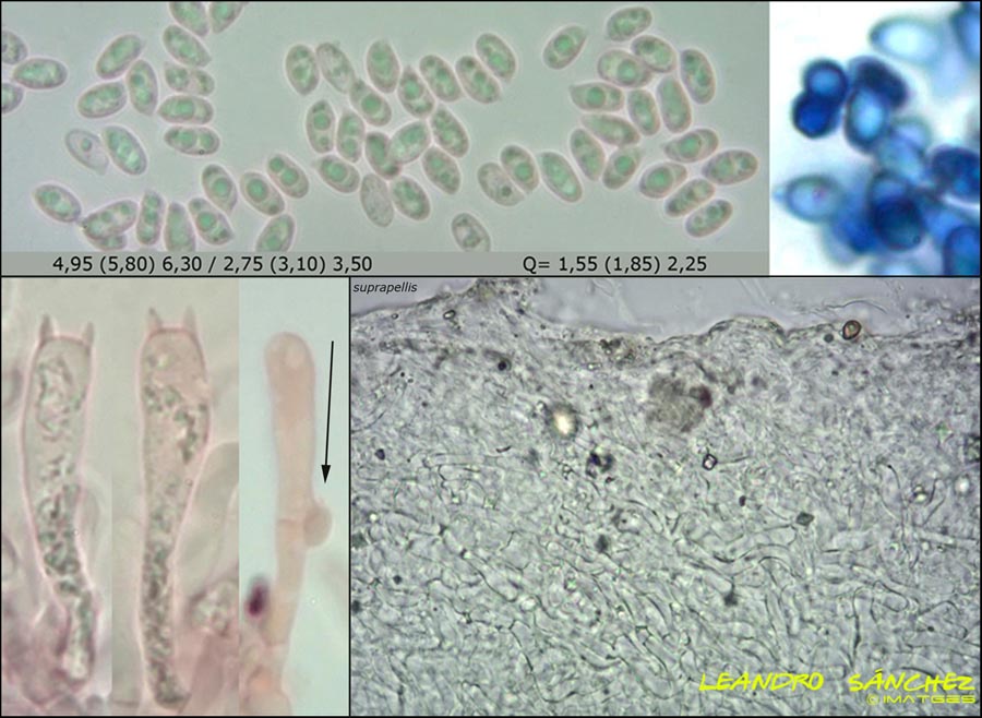 Paralepista amoenolens