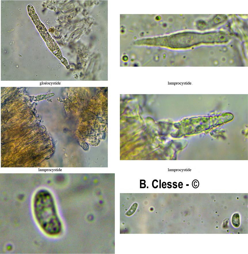 Peniophora laeta