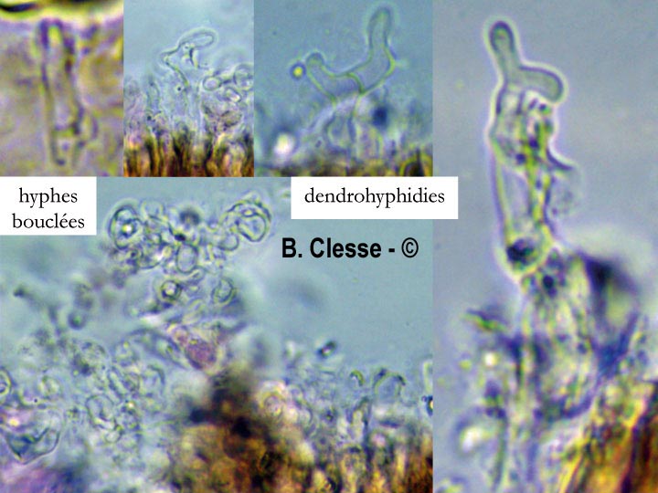 Peniophora lycii