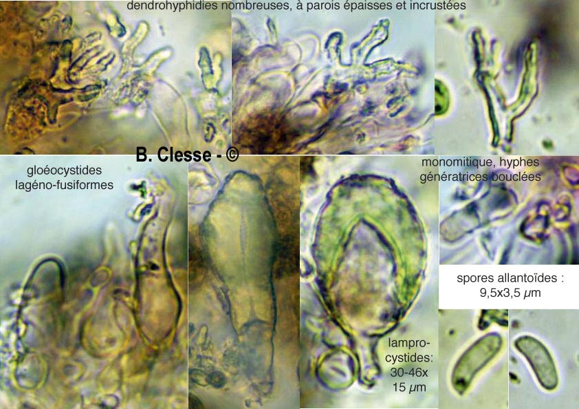 Peniophora lycii