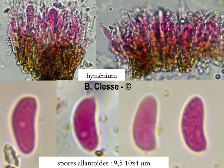Peniophora lycii