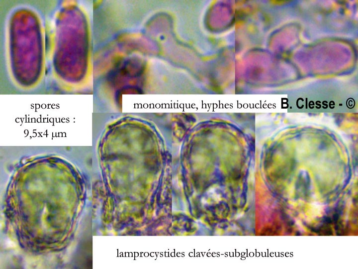 Peniophora lycii