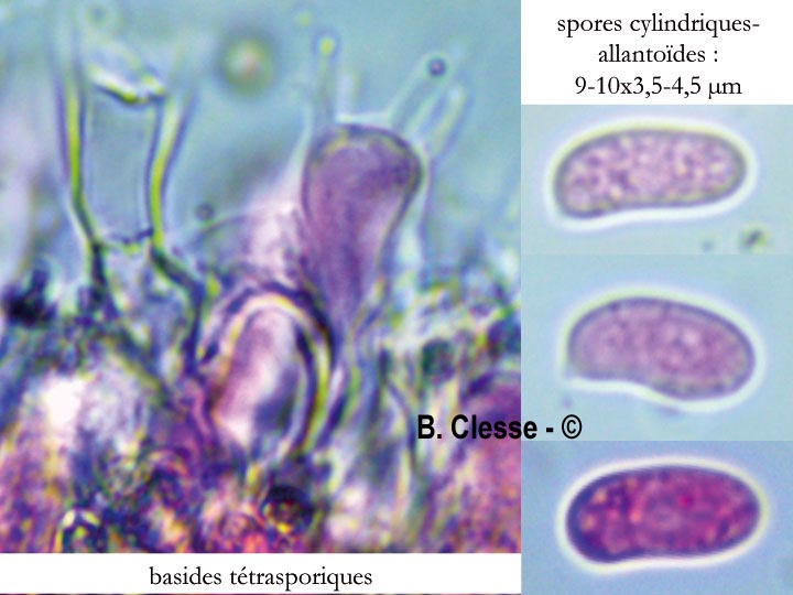 Peniophora lycii