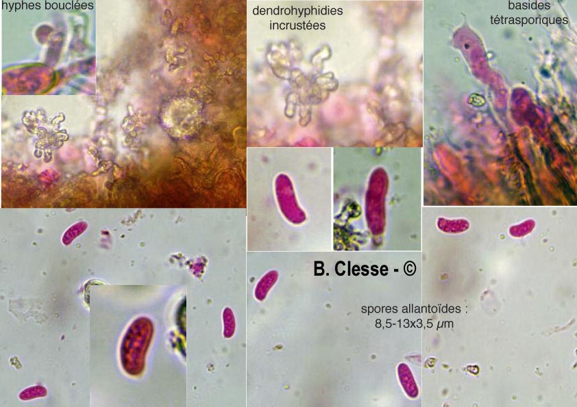 Peniophora lycii