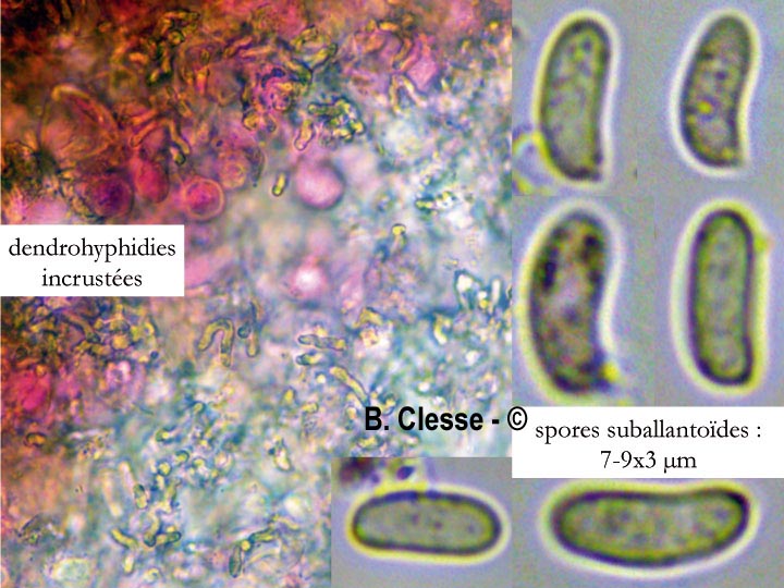 Peniophora lycii