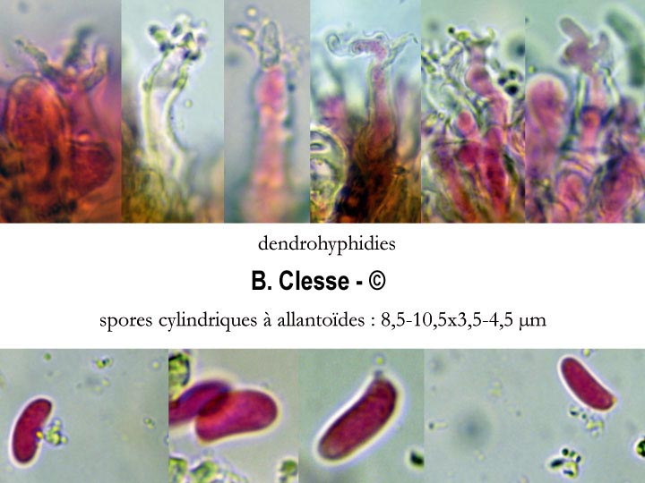 Peniophora lycii