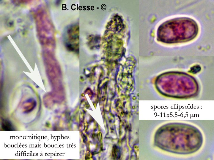 Peniophora proxima