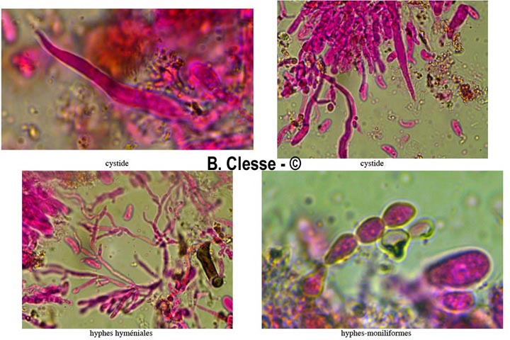 Peniophorella pallida (Hyphoderma pallidum)