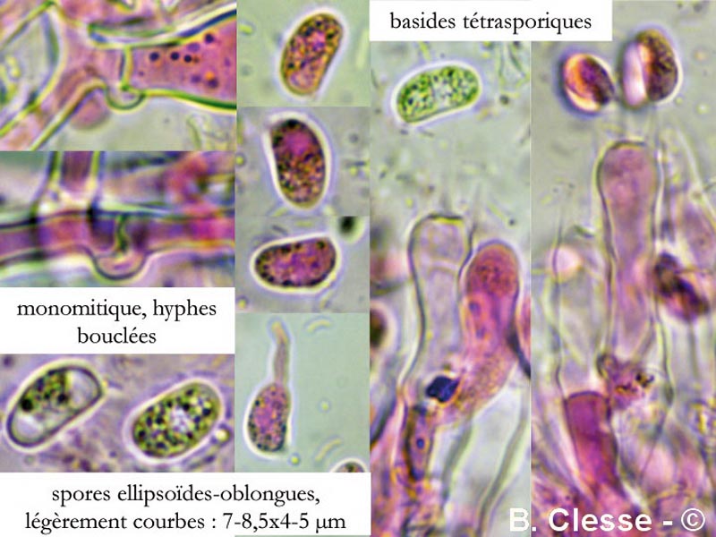 Peniophorella praetermissa (Hyphoderma praetermissum)