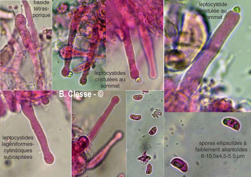 Peniophorella praetermissa (Hyphoderma praetermissum)