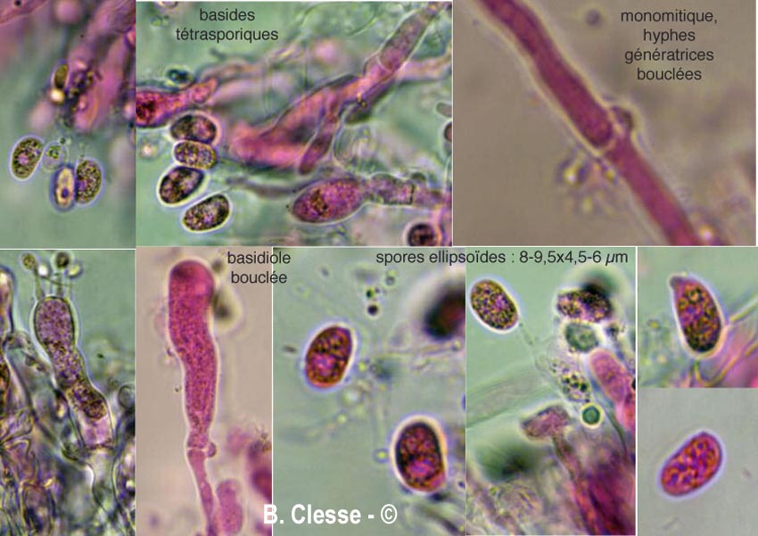Peniophorella praetermissa (Hyphoderma praetermissum)