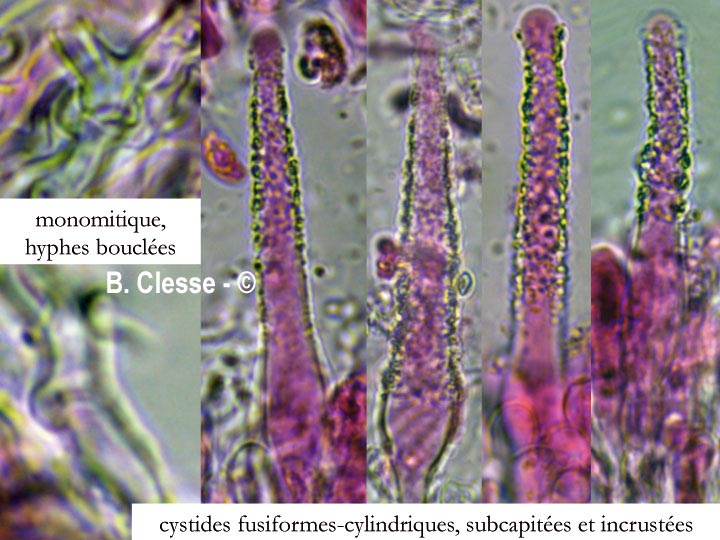 Peniophorella pubera (Hyphoderma puberum)