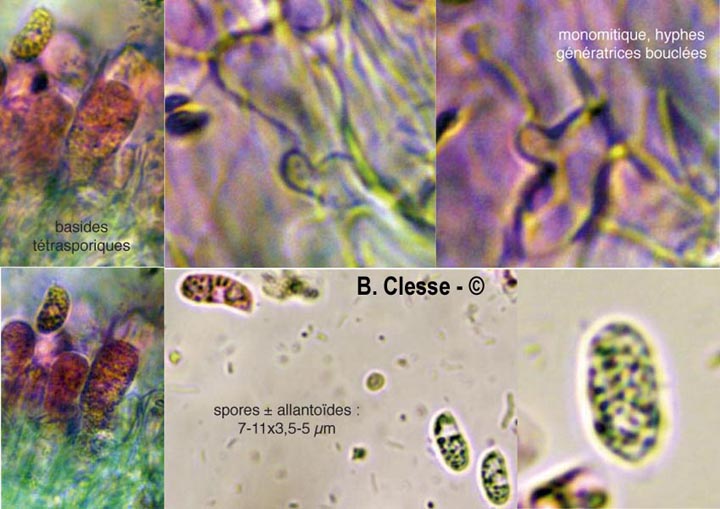 Peniophorella pubera