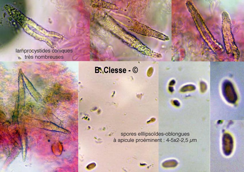 Phaeophlebiopsis ravenelii